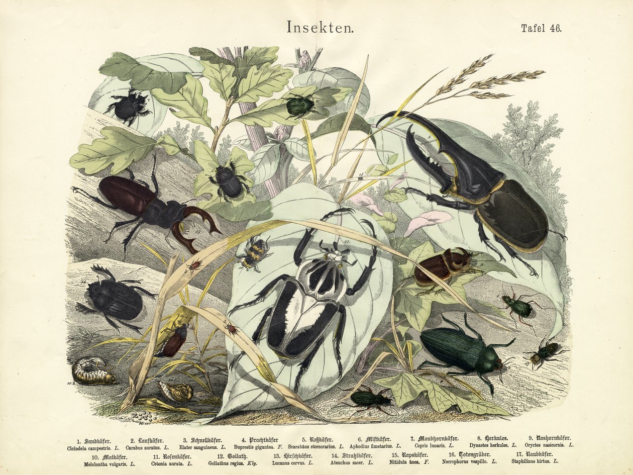 Insekter, ca. 1860 av German School