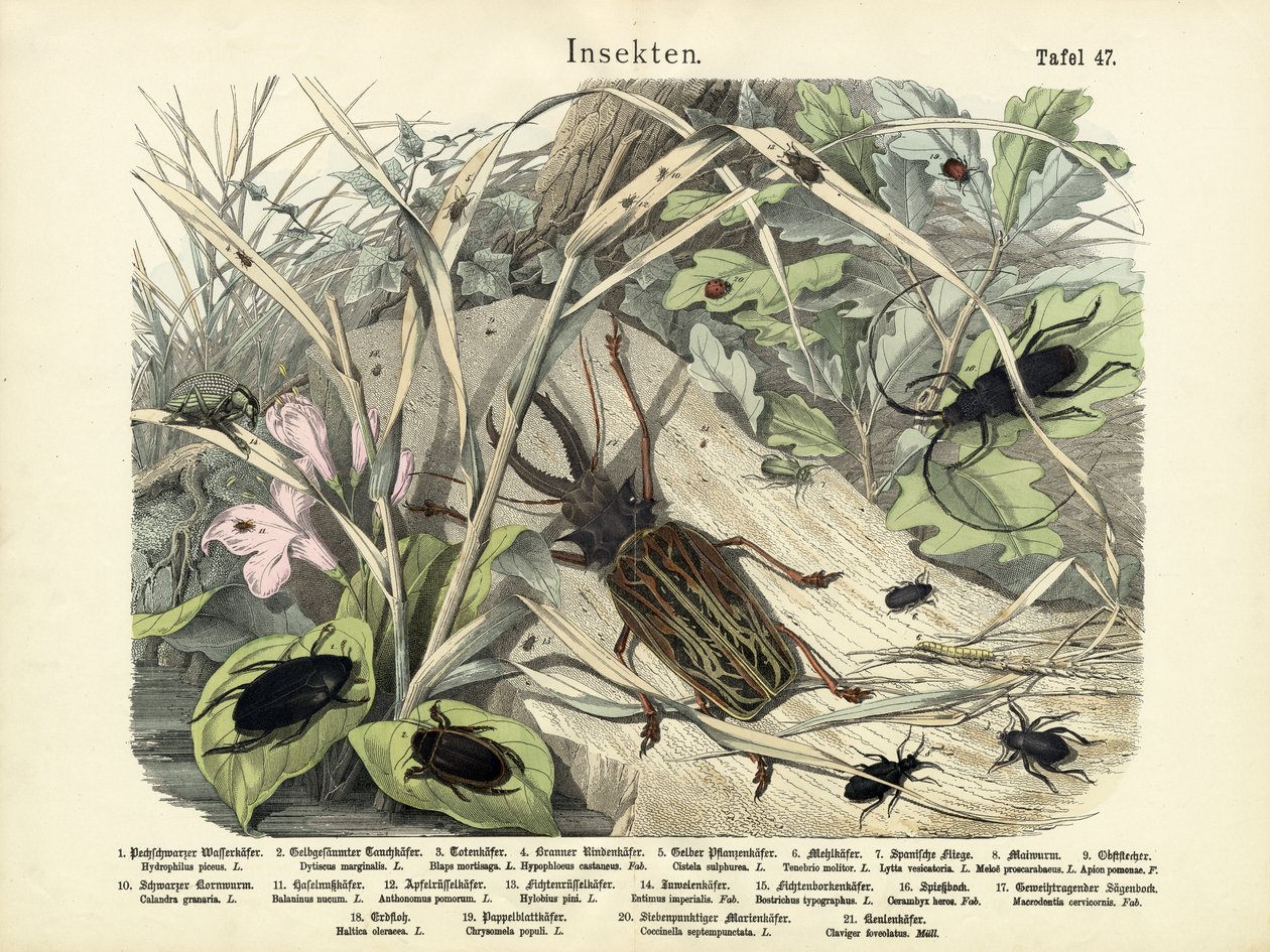 Insekter, ca. 1860 av German School