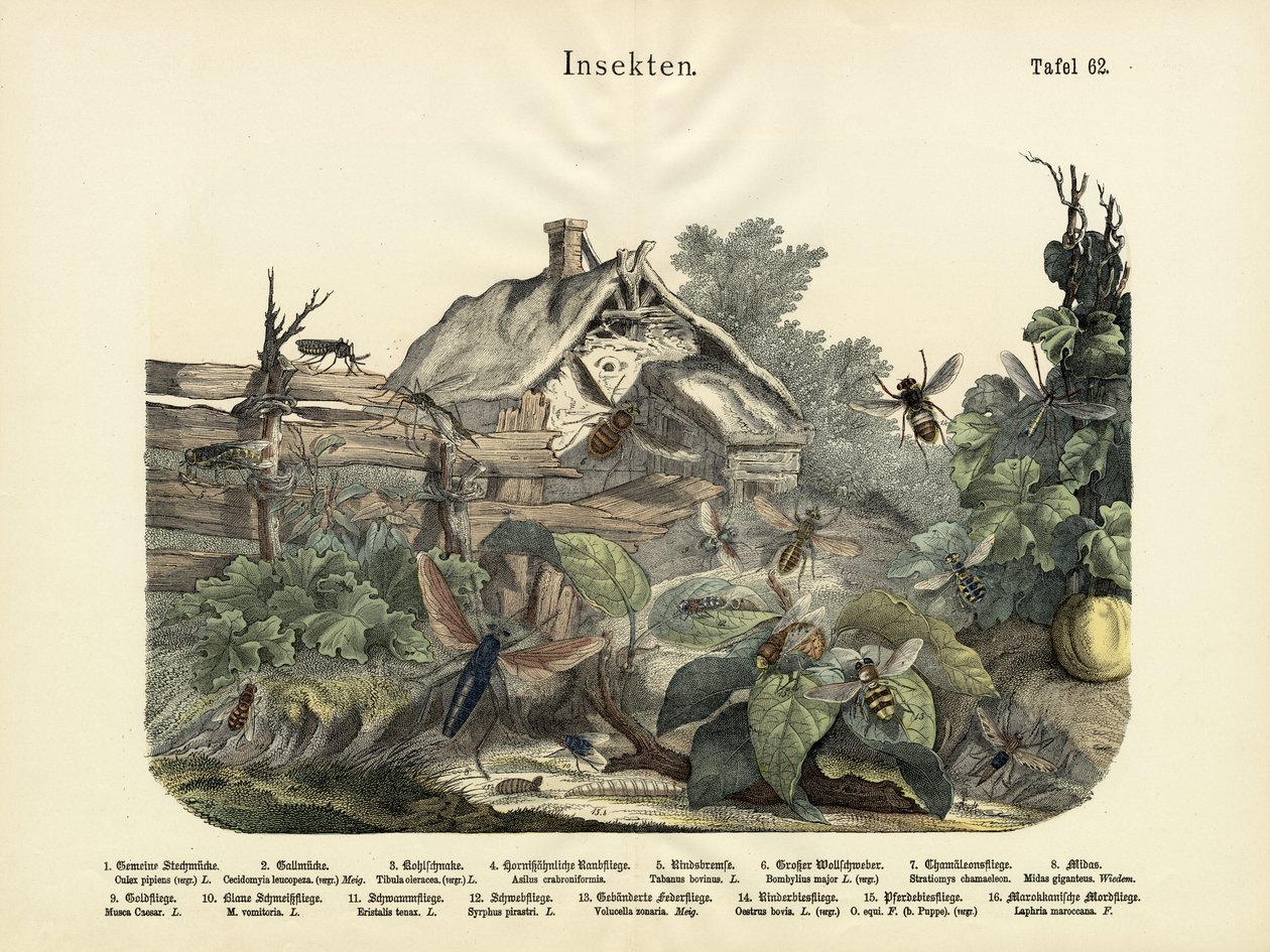 Insekter, ca. 1860 av German School