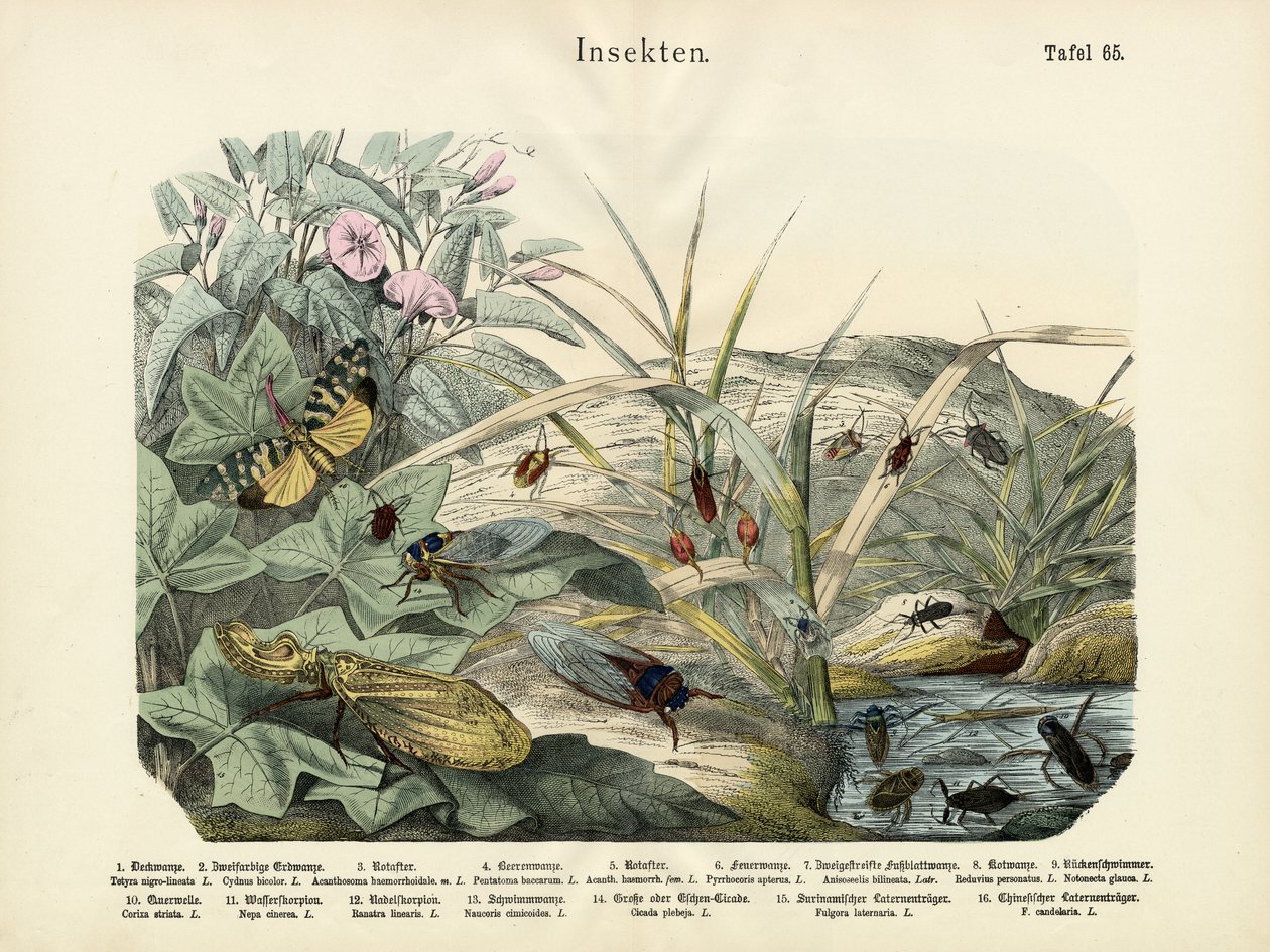 Insekter, ca. 1860 av German School