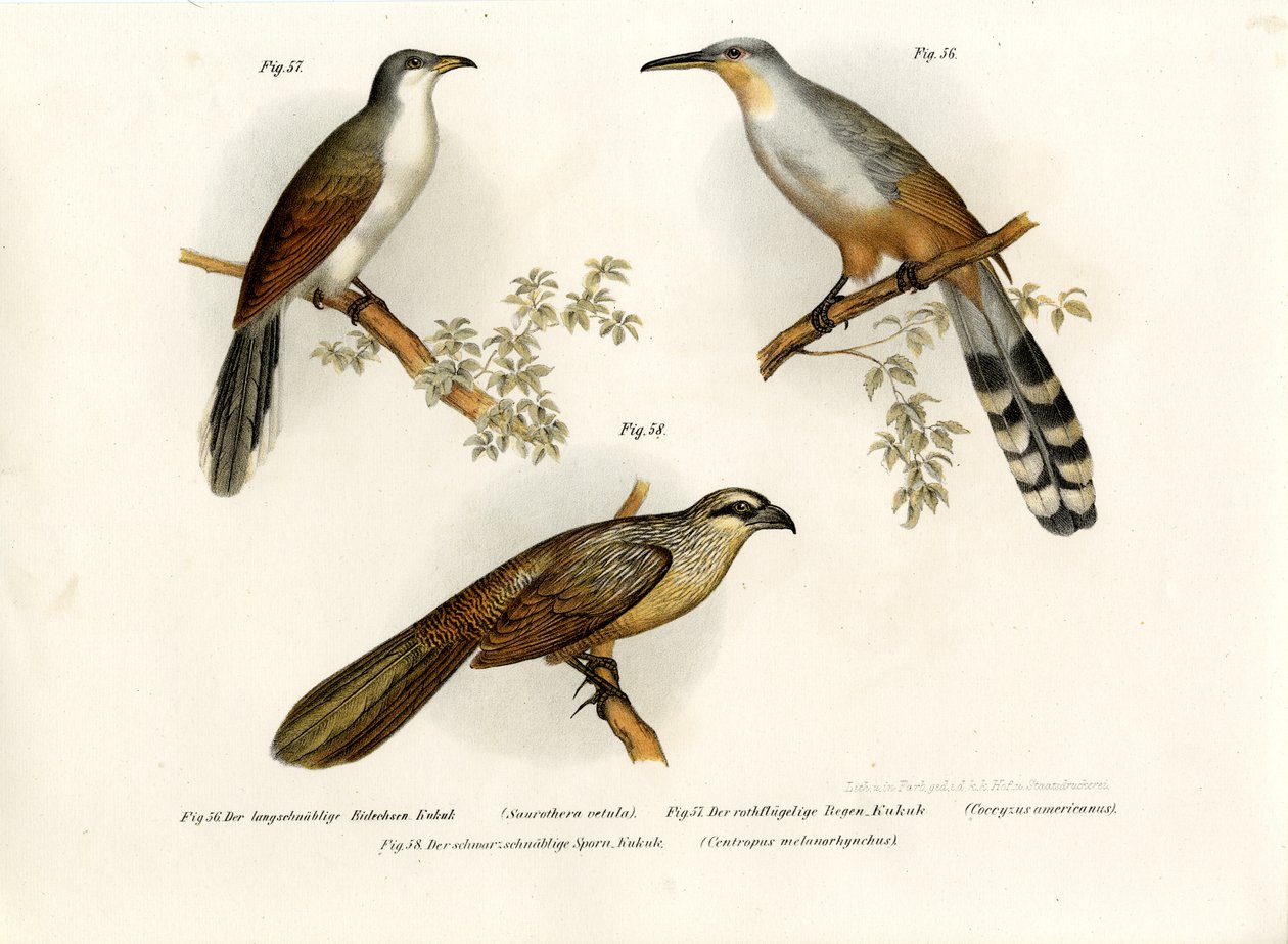 Jamaican Lizard Cuckoo, 1864 av German School