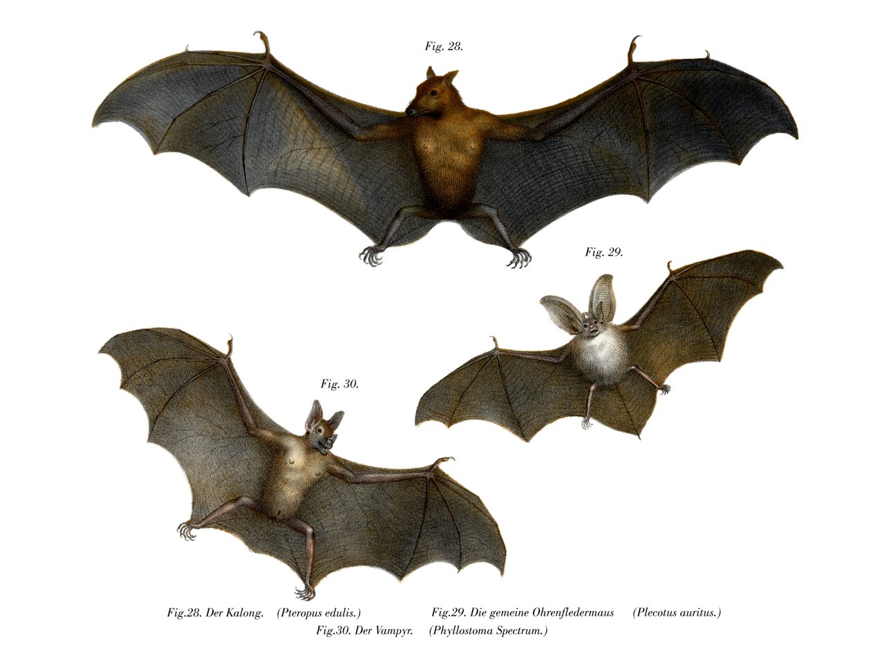 flaggermus, 1860 av German School