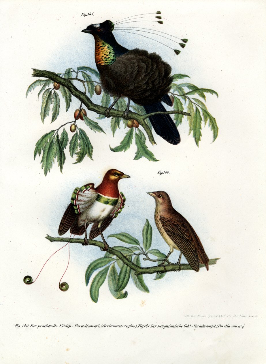 King Bird of Paradise, 1864 av German School
