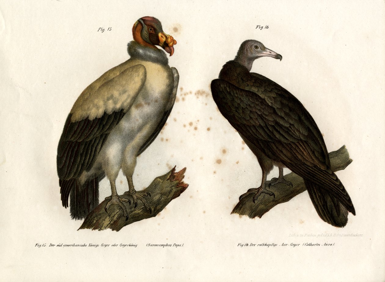 King Vulture, 1864 av German School