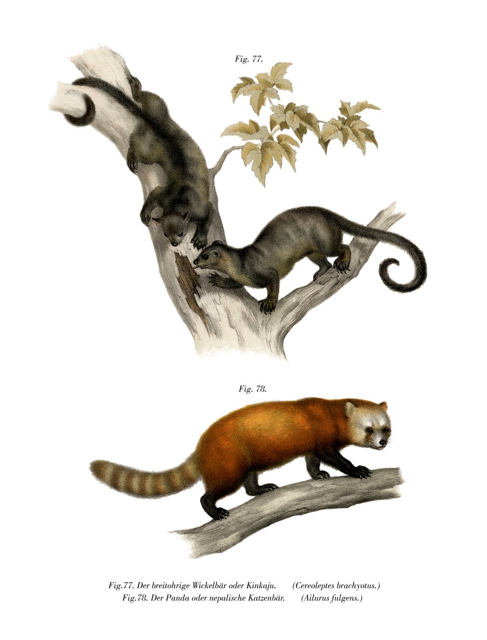 Kinkajou, 1860 av German School