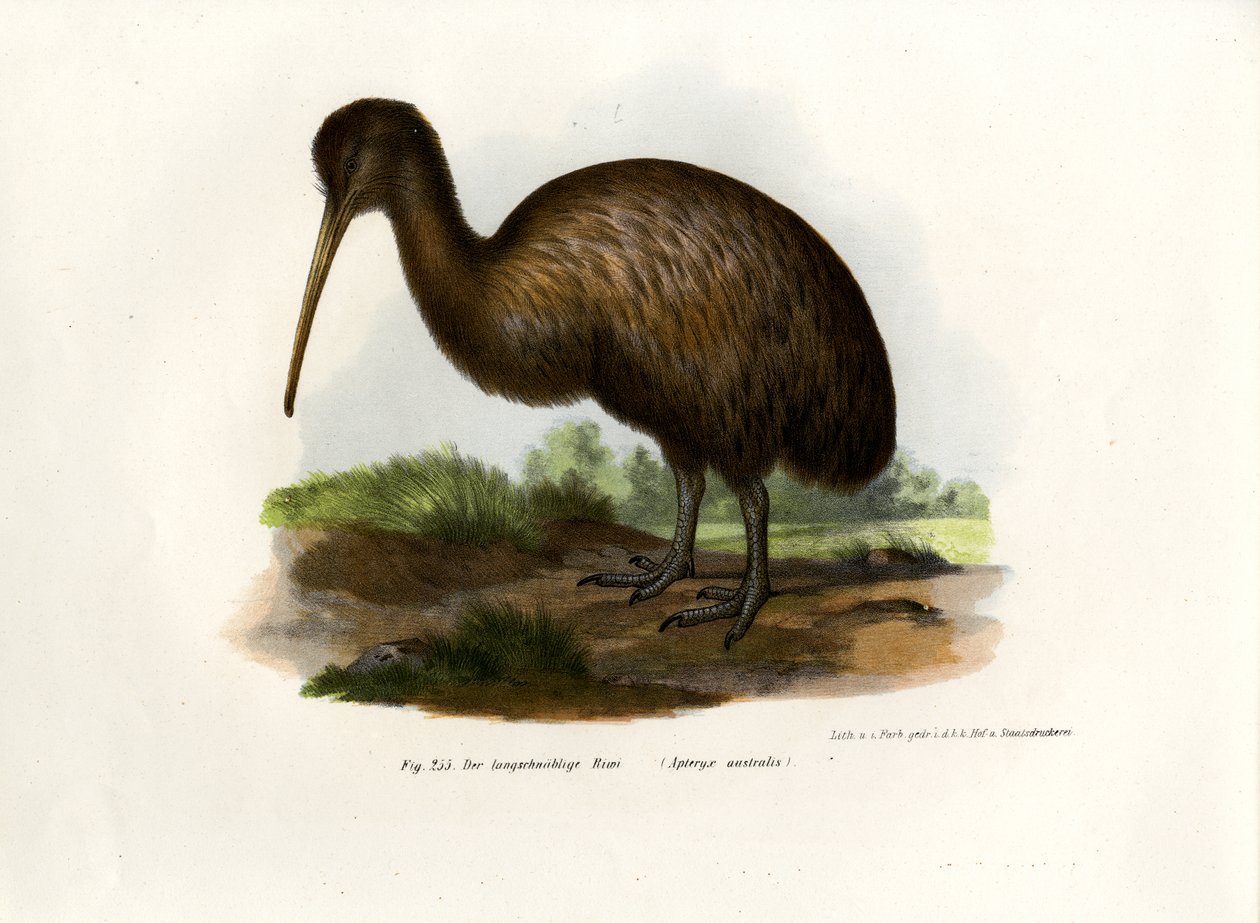 Kiwi, 1864 av German School