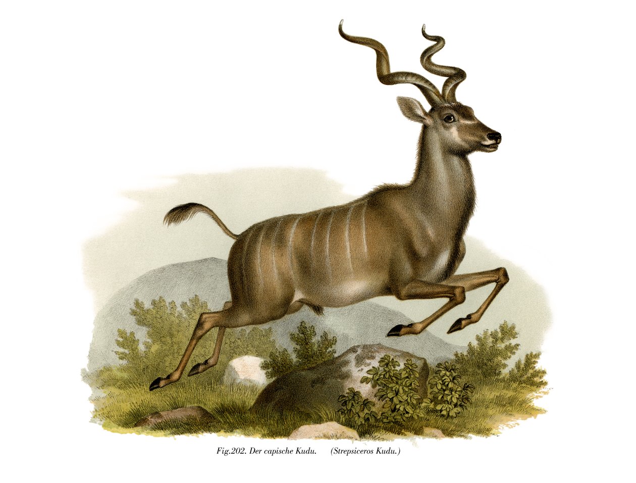 Kudu, 1860 av German School