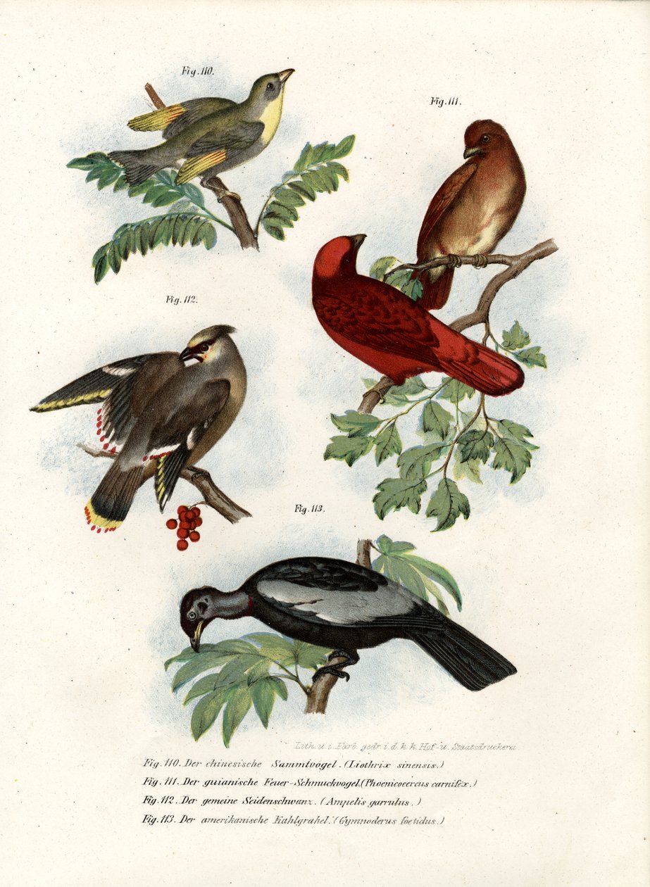 Leiothrix fugl, 1864 av German School