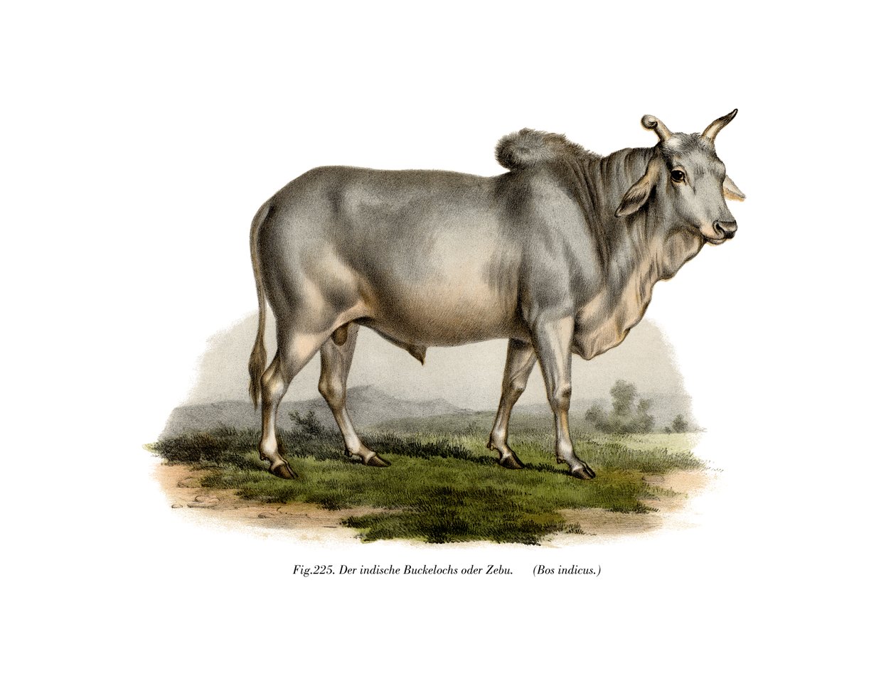 Mali trykker på Z for å gjøre opp for ku, 1860 av German School