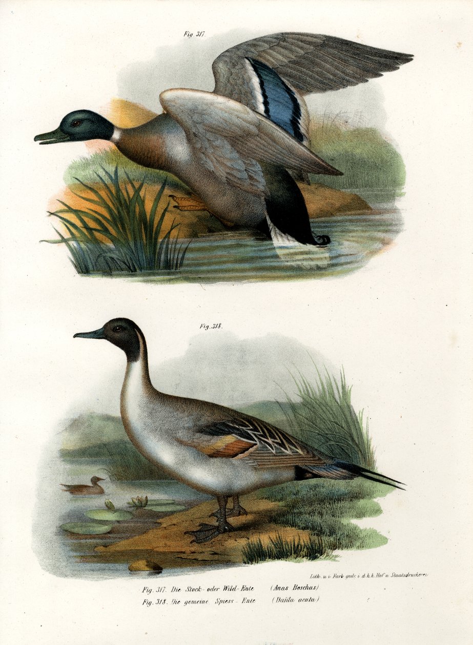 Mallard, 1864 av German School