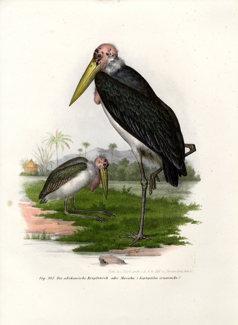 Marabou, 1864 av German School