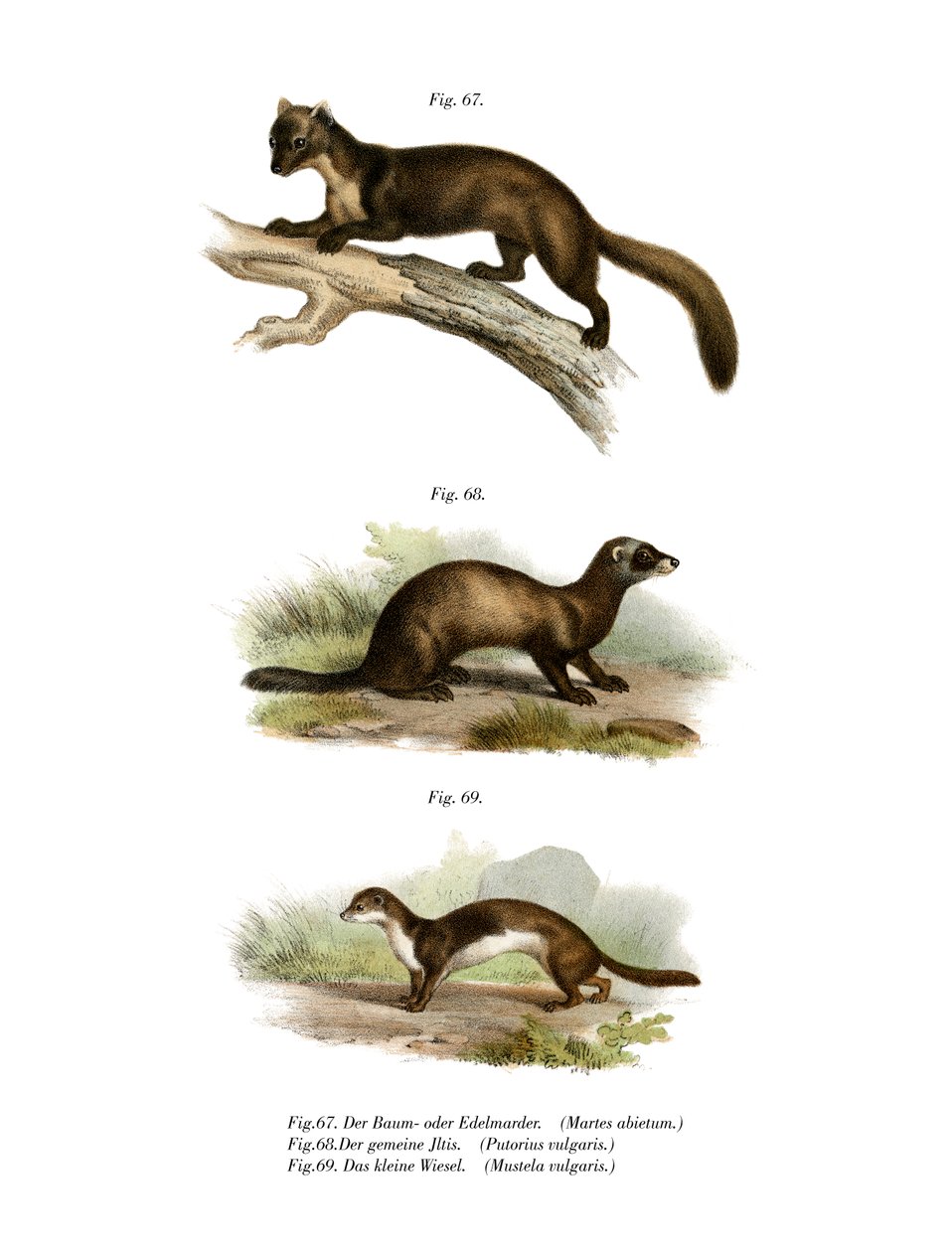 Marten, 1860 av German School