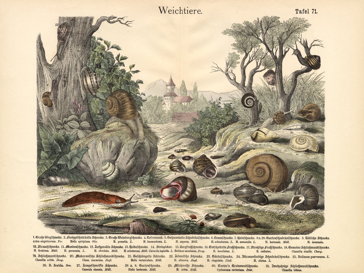 Bløtdyr, ca. 1860 av German School