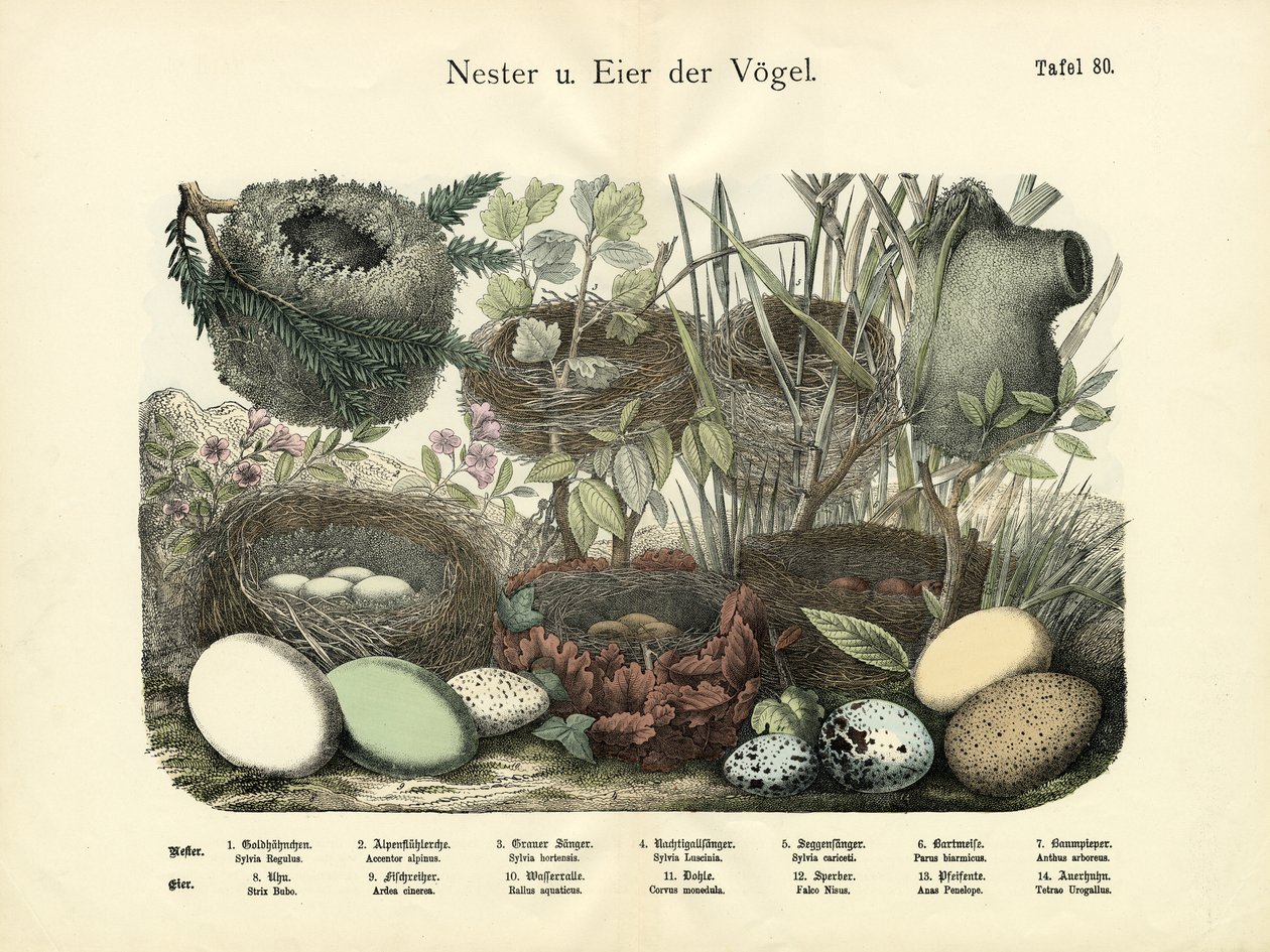 Reder og egg, ca. 1860 av German School