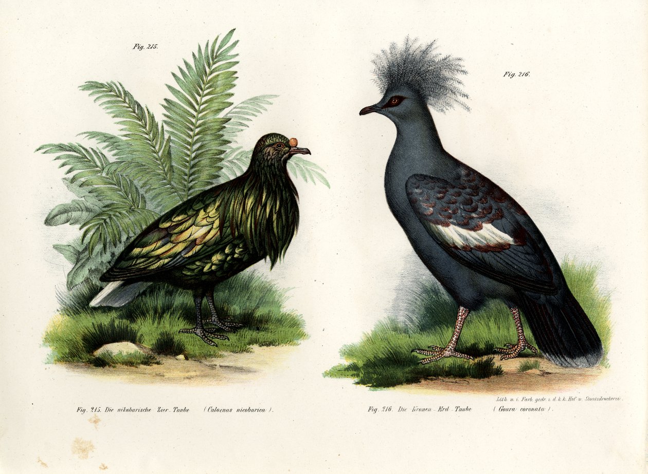 Nicobar Pigeon, 1864 av German School