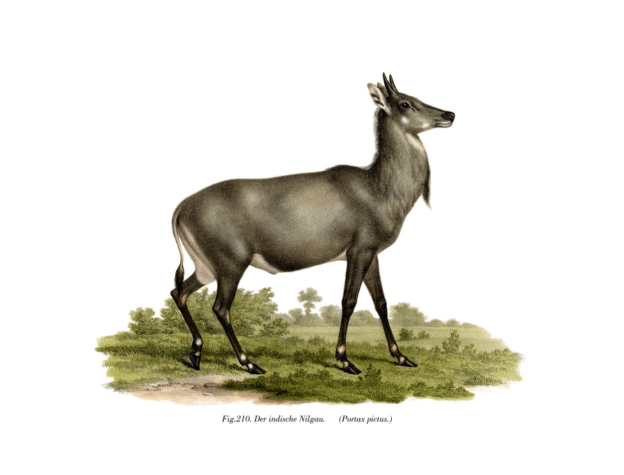 Nilgai, 1860 av German School
