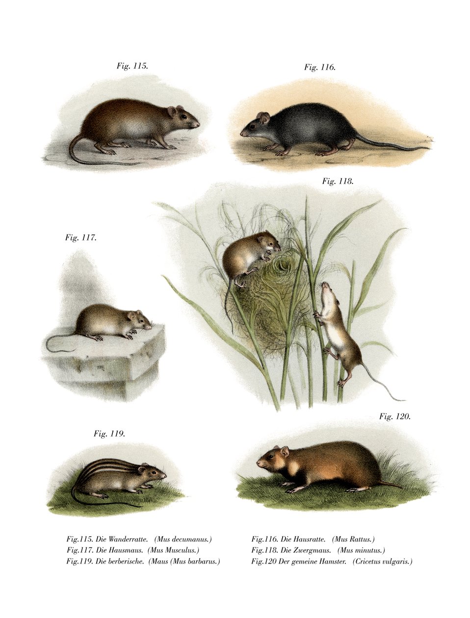 Norway Rat, 1860 av German School