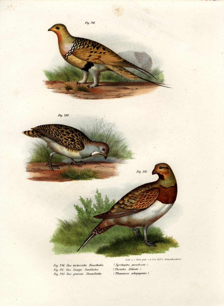 Pallas Sandgrouse, 1864 av German School