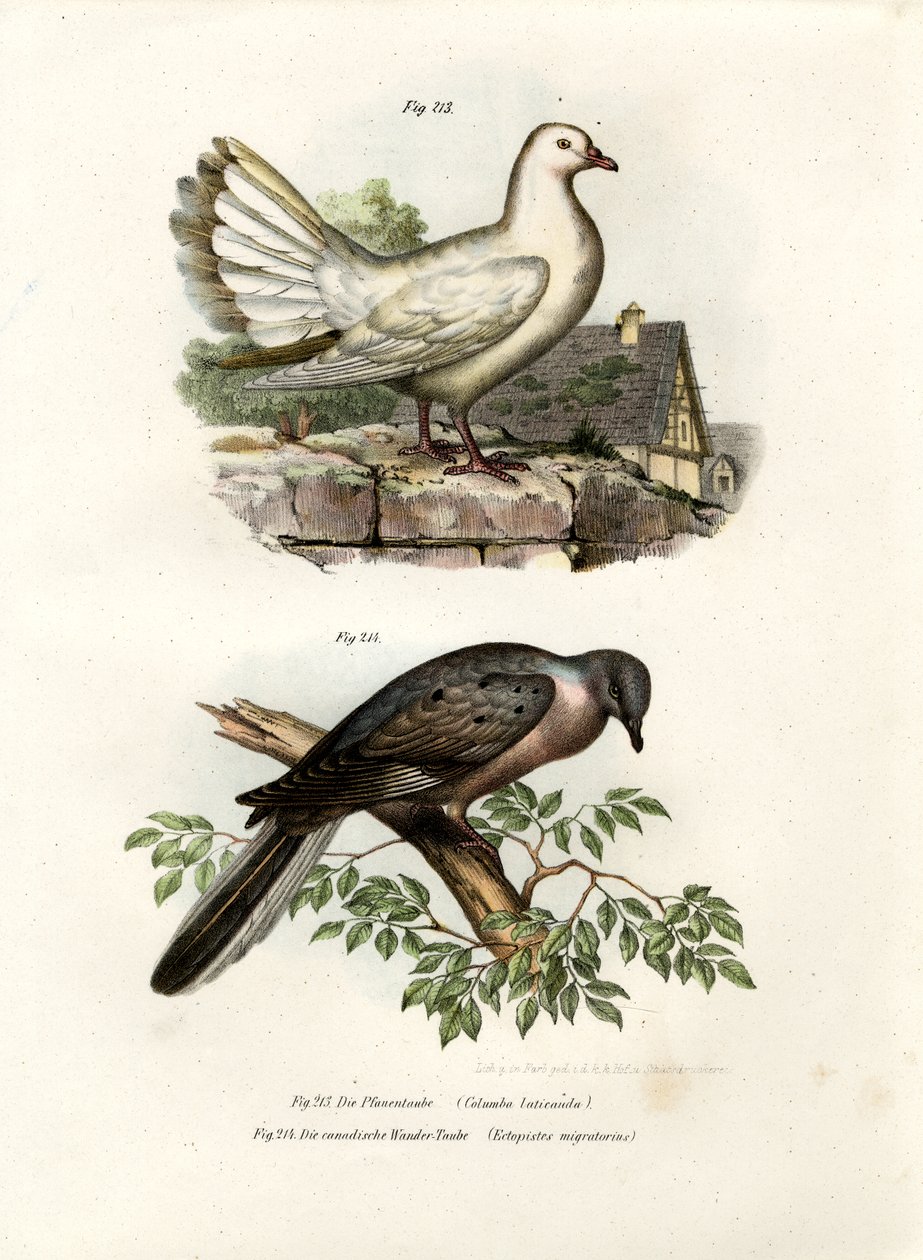 Påfugldue, 1864 av German School