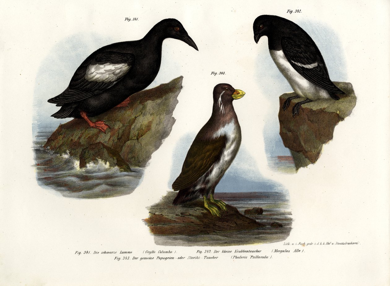 Due lomvi, 1864 av German School