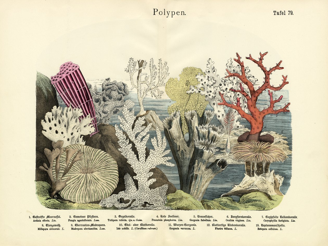 Polypper, ca. 1860 av German School