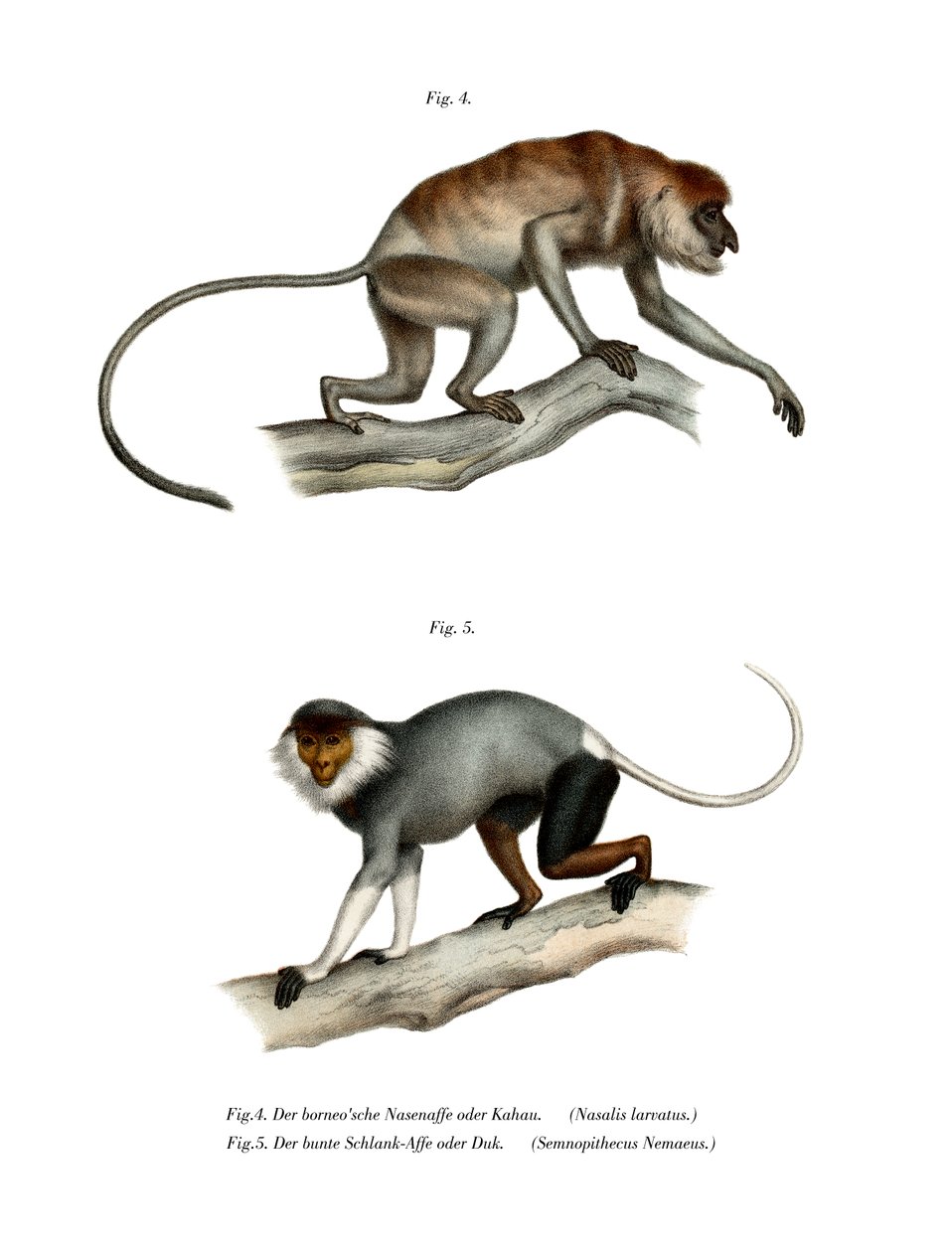 Proboscis Monkey, 1860 av German School