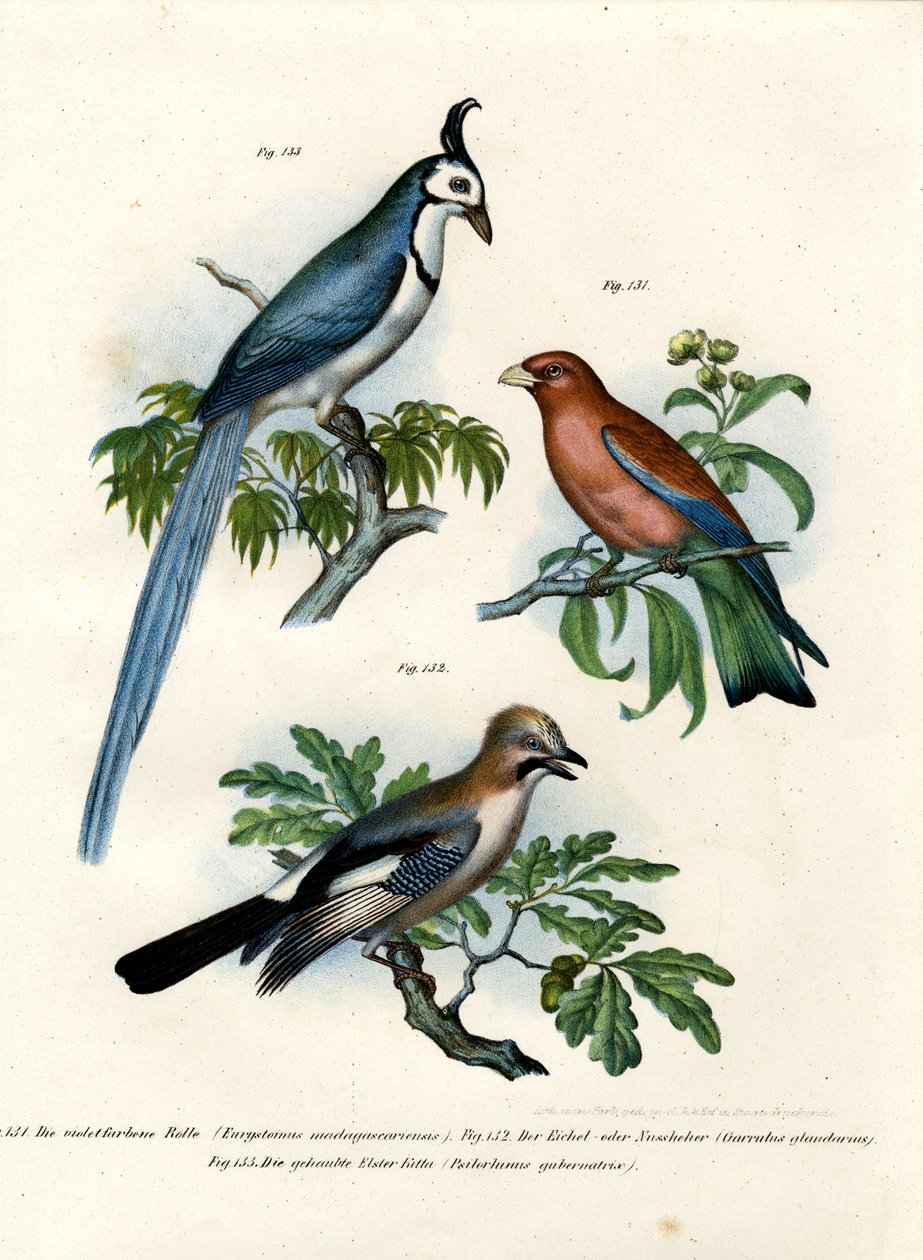 Lilla rulle, 1864 av German School