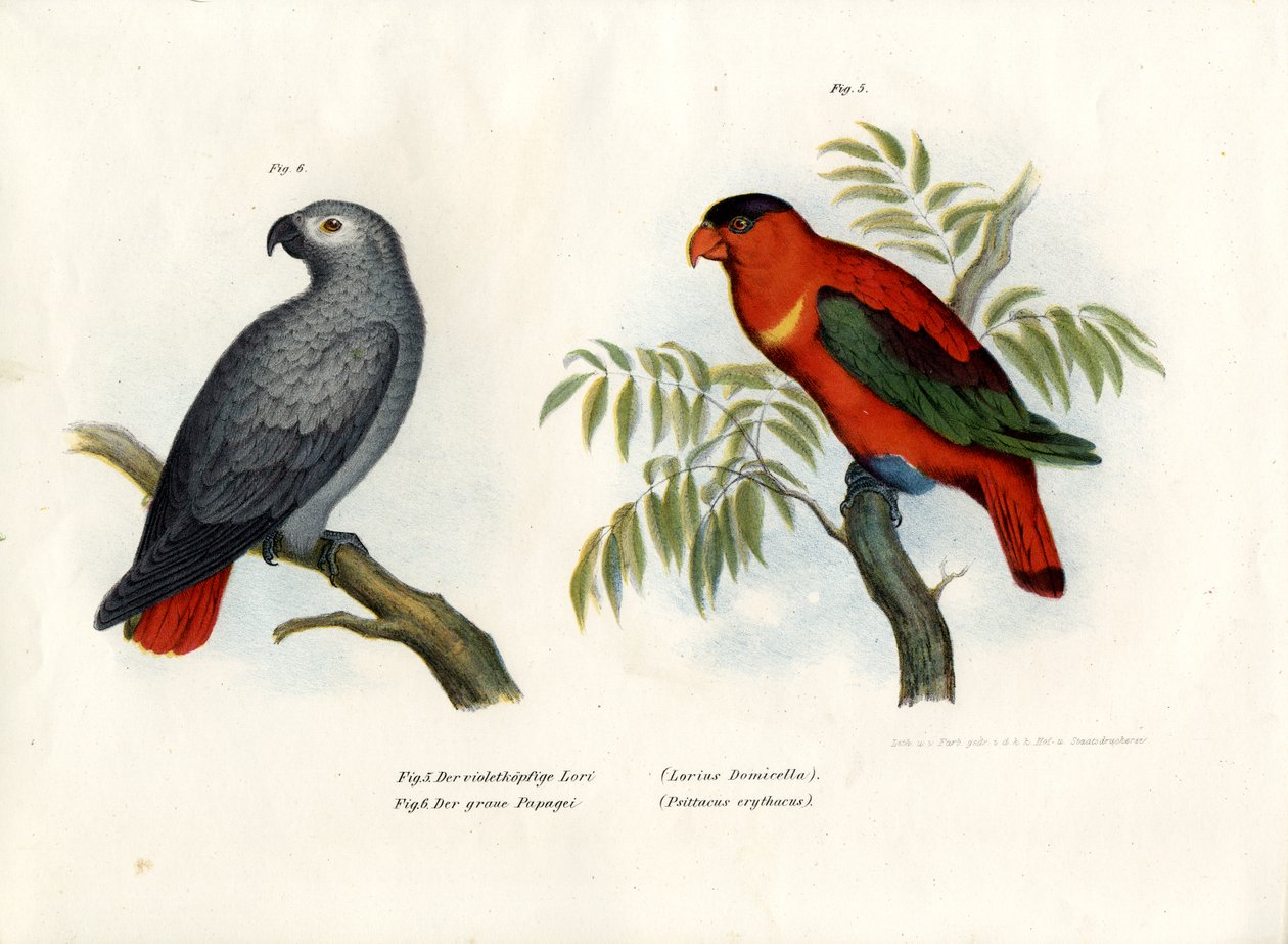 Lilla-naped Lory, 1864 av German School