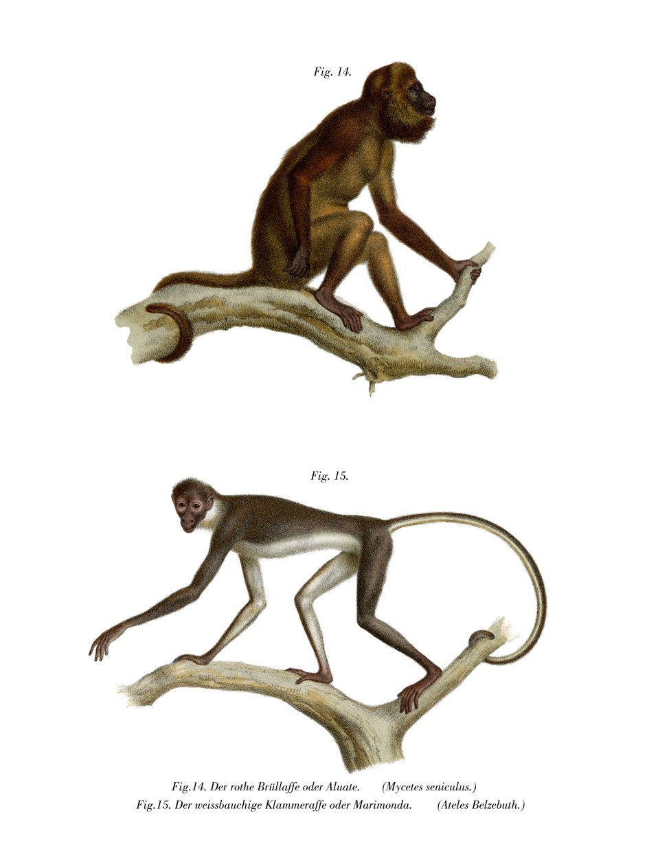 Red Howler Monkey, 1860 av German School