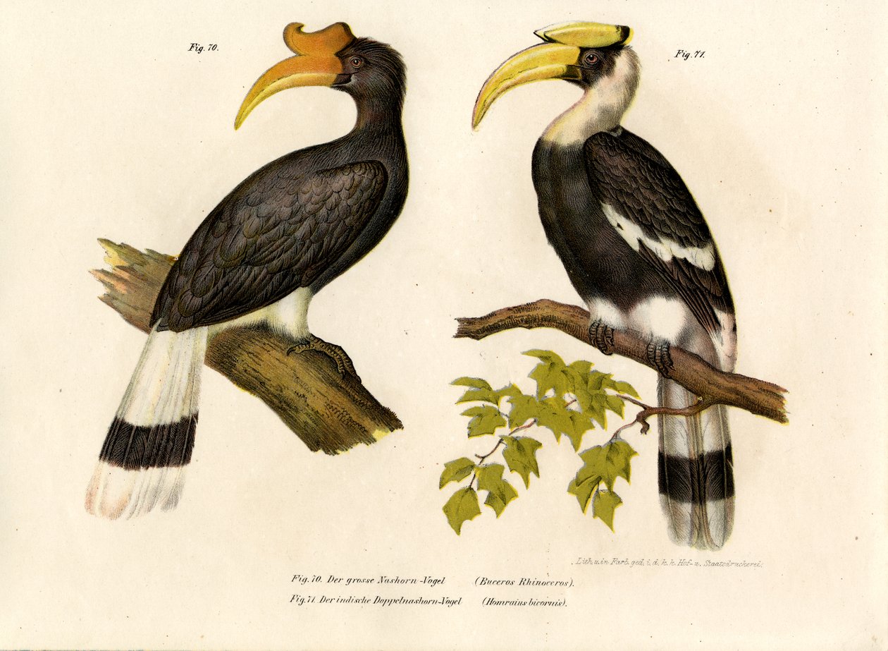 Neshornfugl, 1864 av German School
