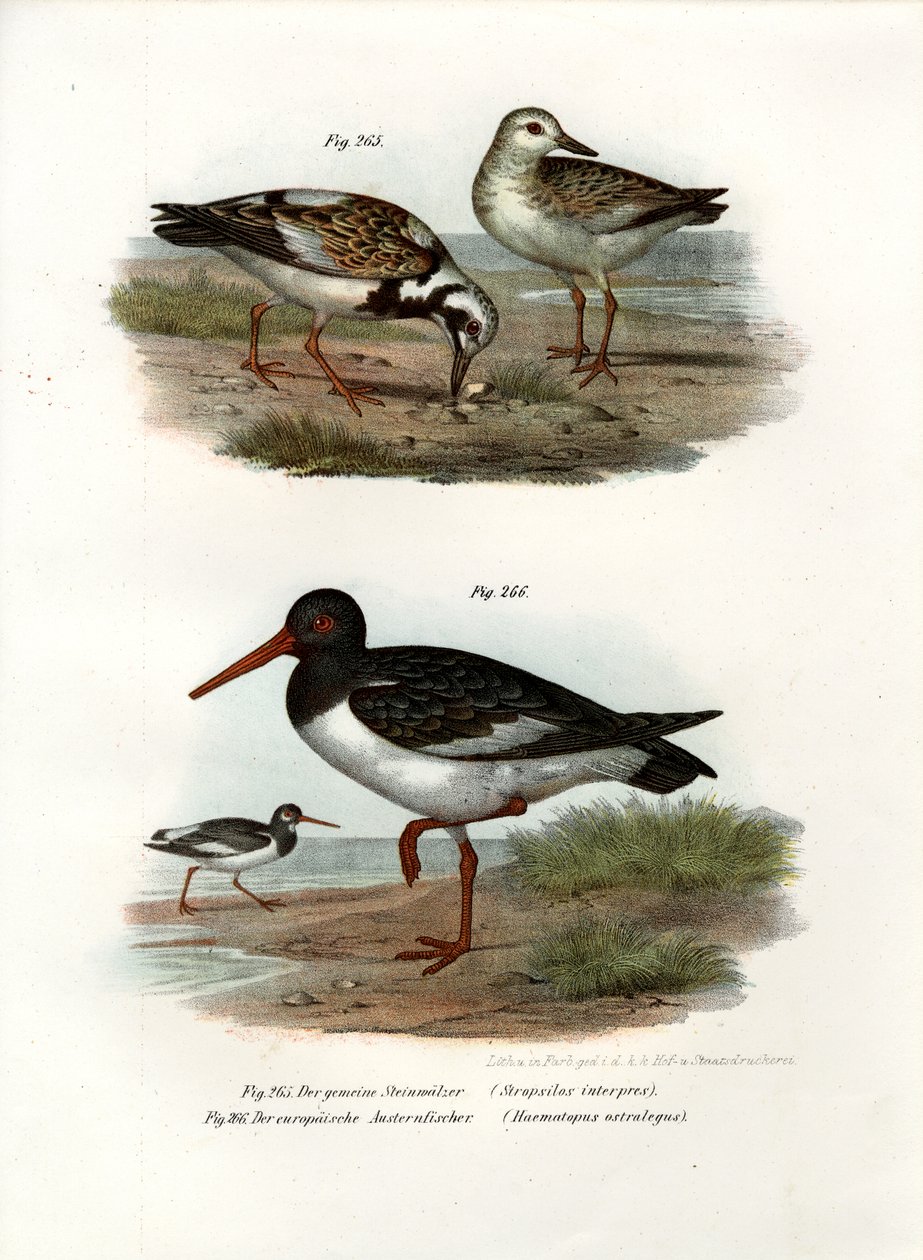 Ruddy Turnstone, 1864 av German School