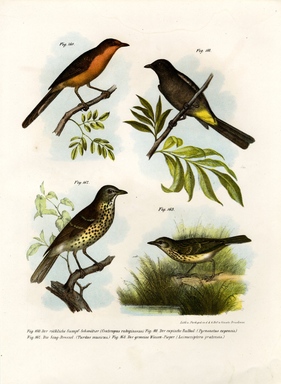 Rufous-breasted Babler, 1864 av German School