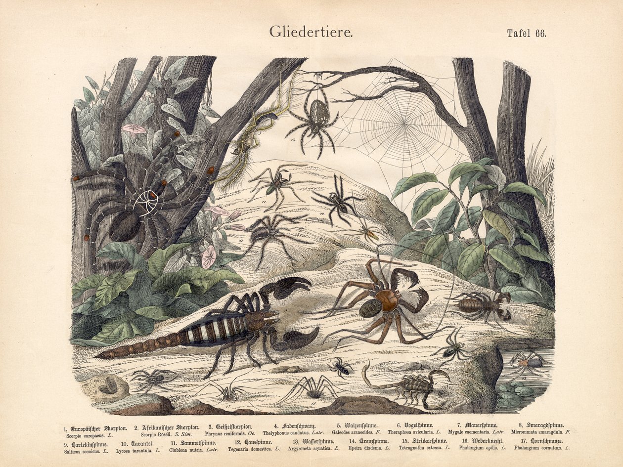 Skorpioner og edderkopper, ca. 1860 av German School