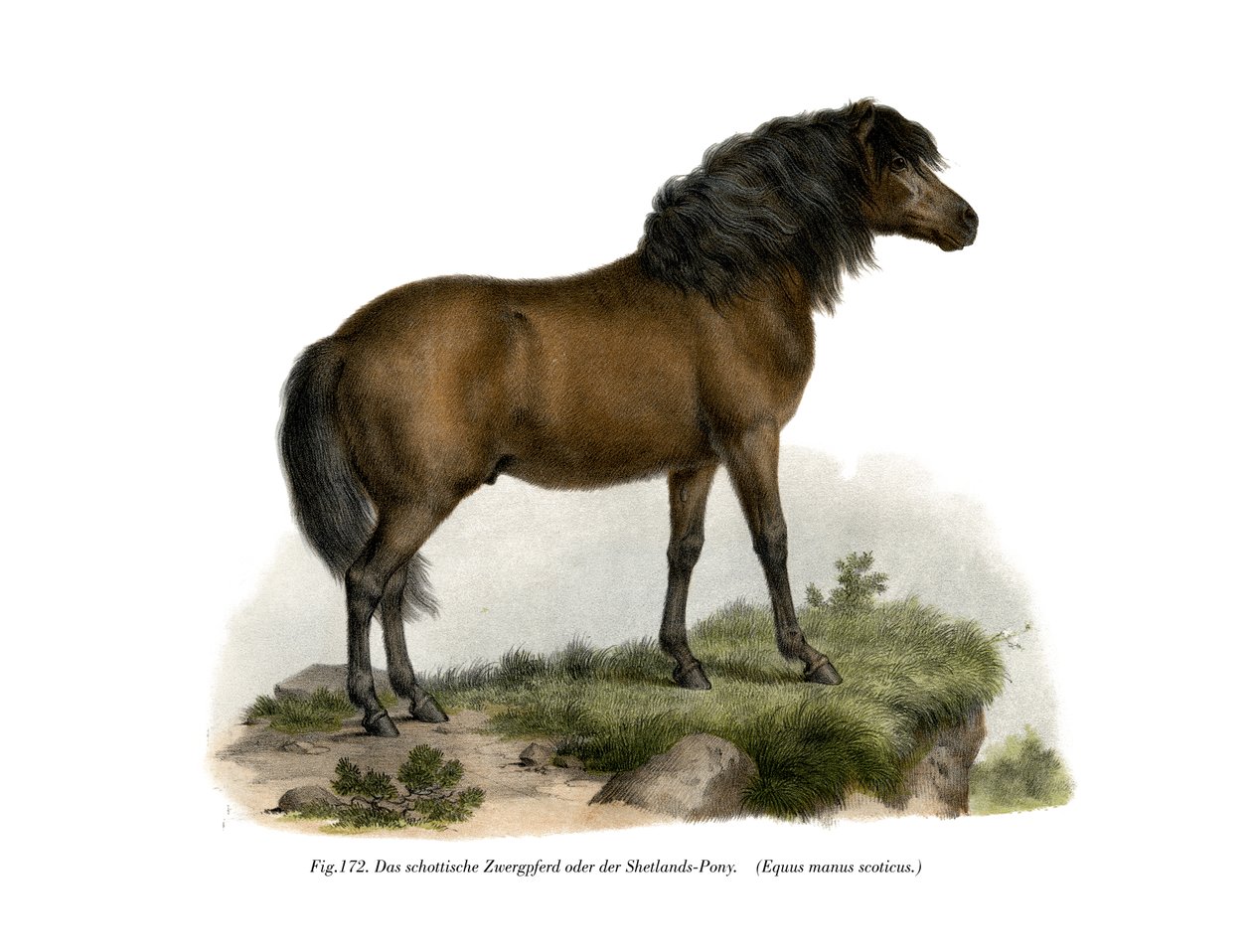 Shetlandsponni, 1860 av German School