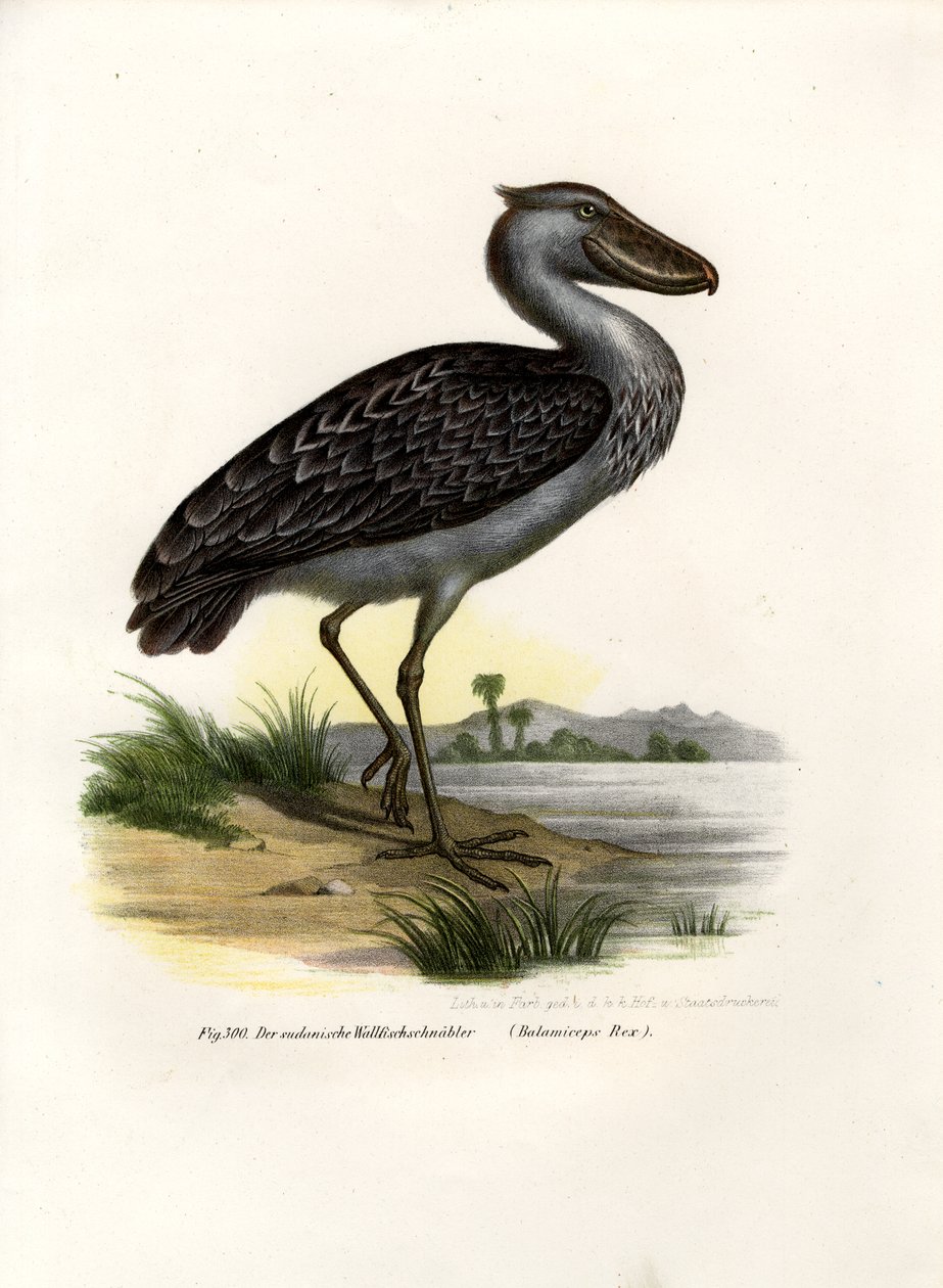 Shoebill, 1864 av German School