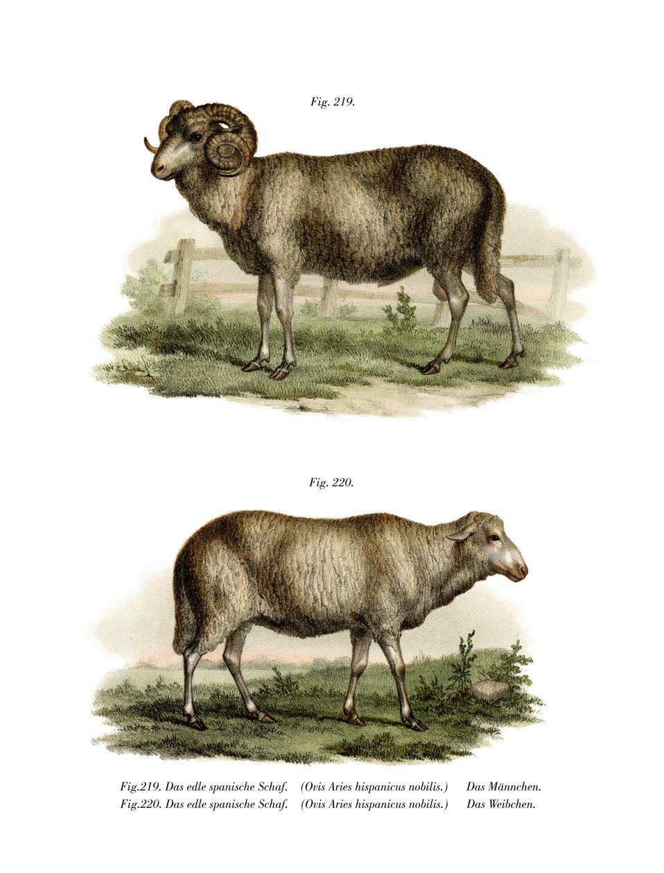 Spansk sau, 1860 av German School