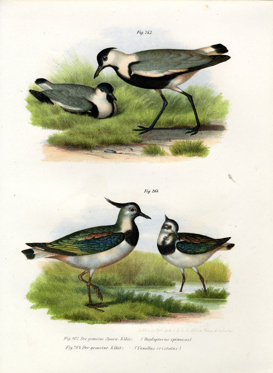 Spurvinget vipe, 1864 av German School