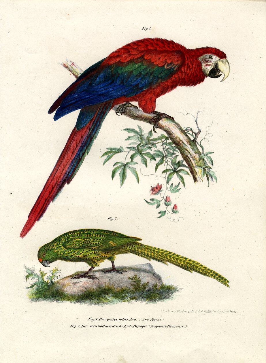 The Scarlet Macaw, 1864 av German School