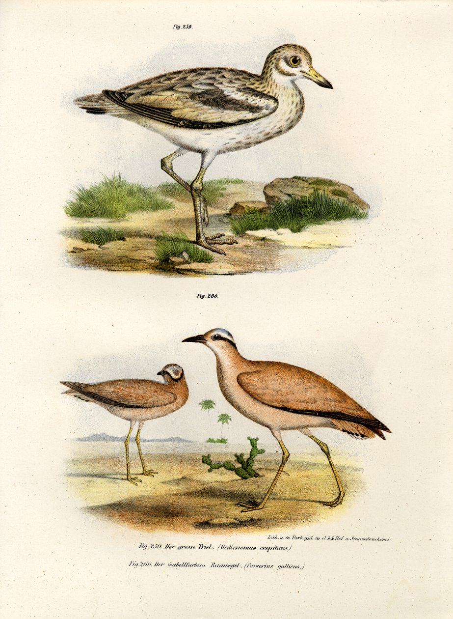 Tykkneet bustard, 1864 av German School