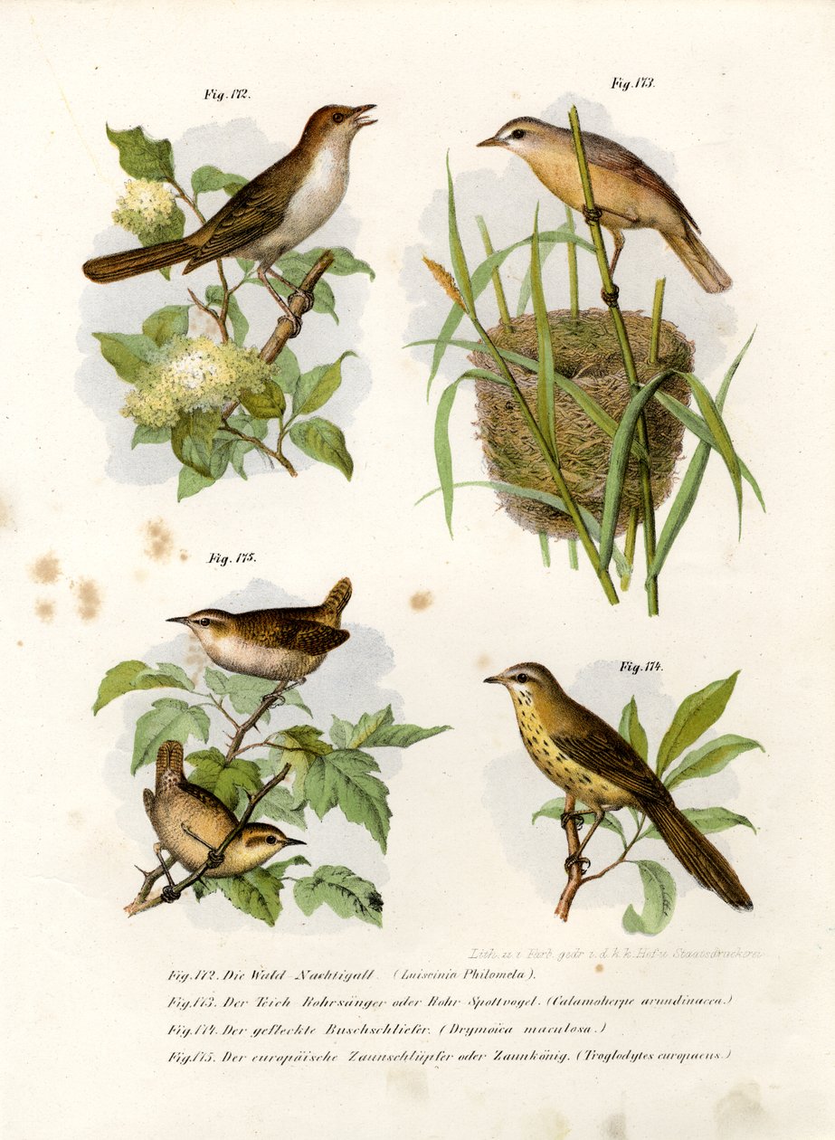 Trost nattergal, 1864 av German School