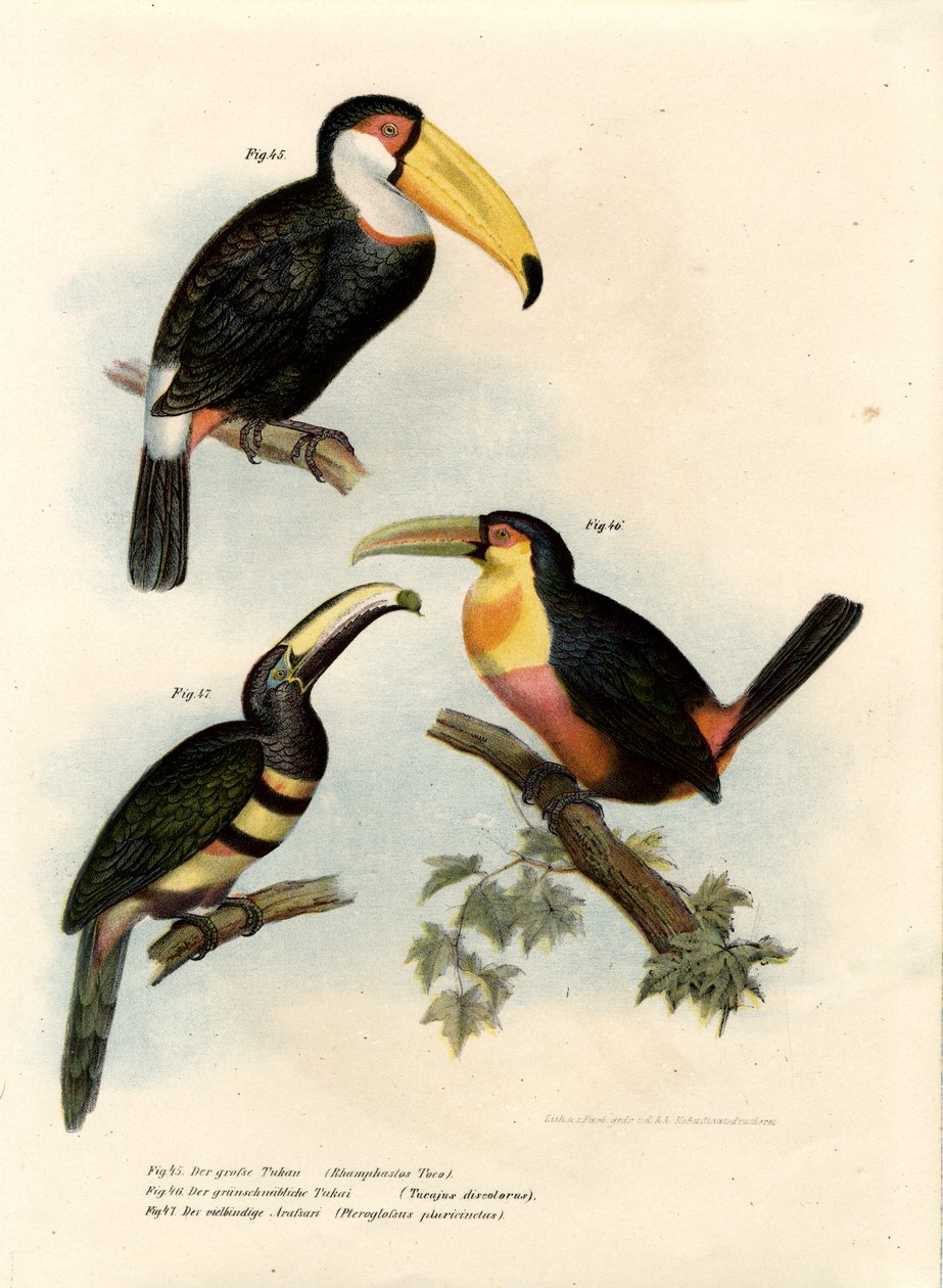 Toco Toucan, 1864 av German School