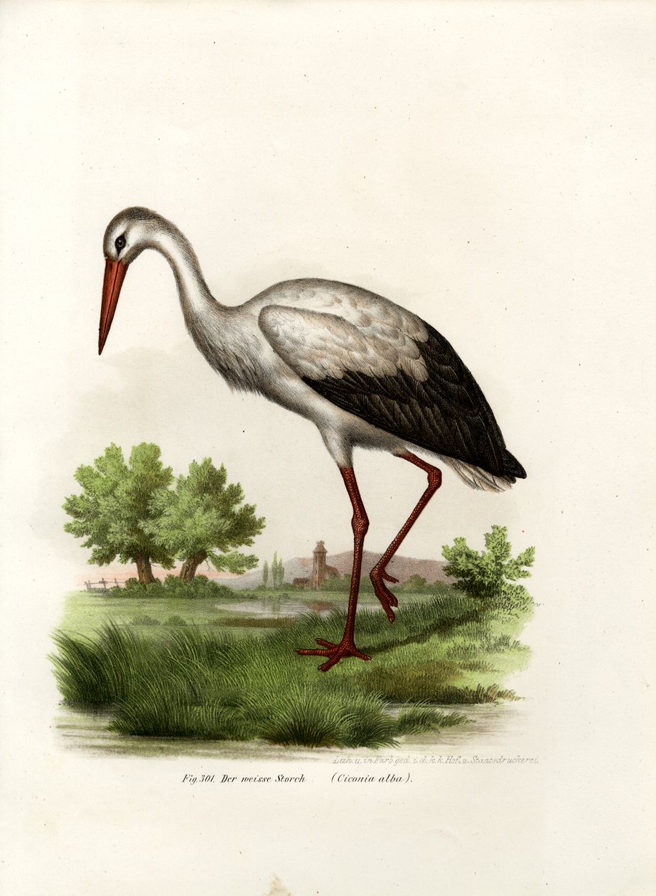 Hvit stork, 1864 av German School