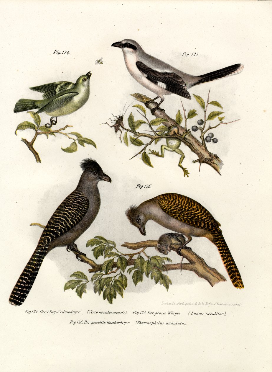 Hvitøyde Vireo, 1864 av German School