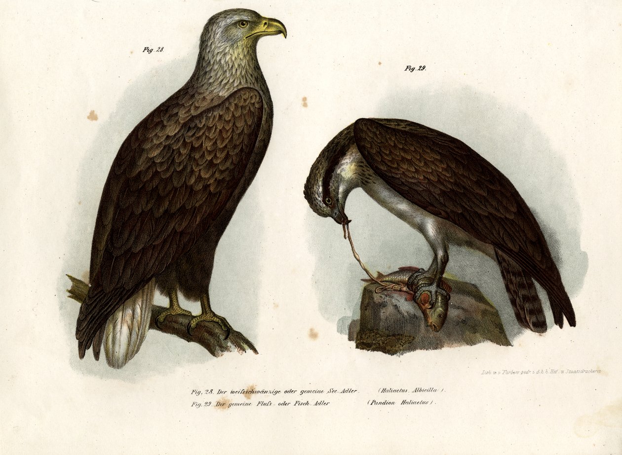 Havørn, 1864 av German School