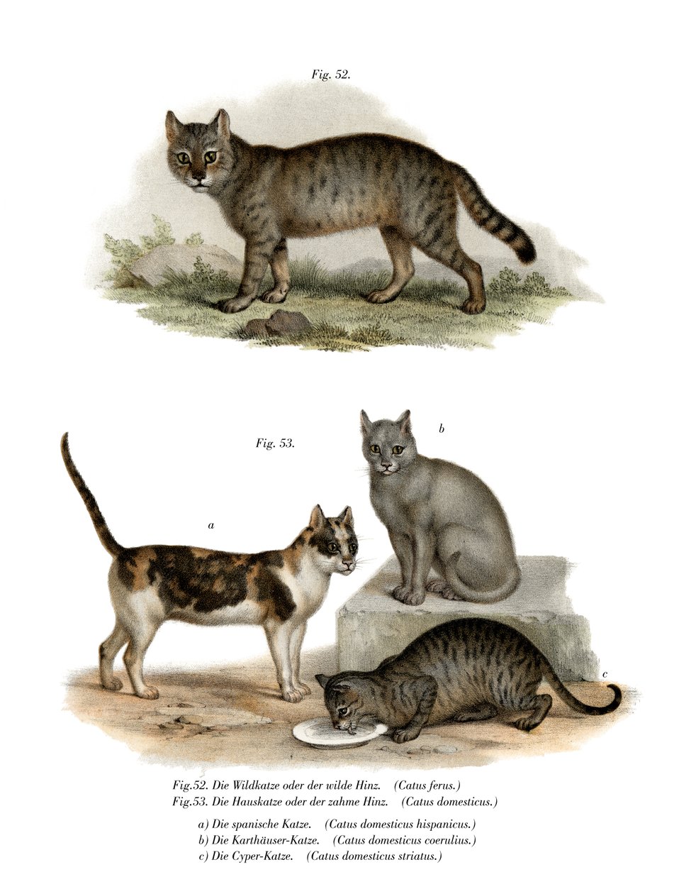 Wildcat, 1860 av German School