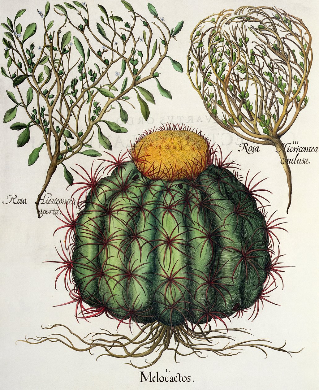 1.Melocactus; 2.Rosa Hiericontea 3.Rosa Hiericontea, fra Hortus Eystettensis av Basil Besler (1561-1629), pub. 1613 av German School