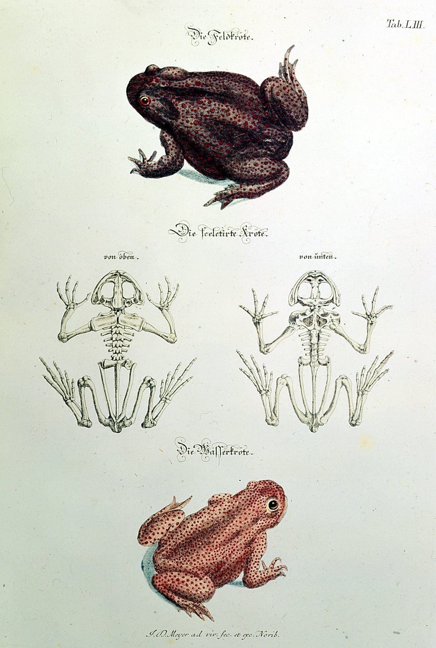 460 fol.1 Padder, plate LIII fra 