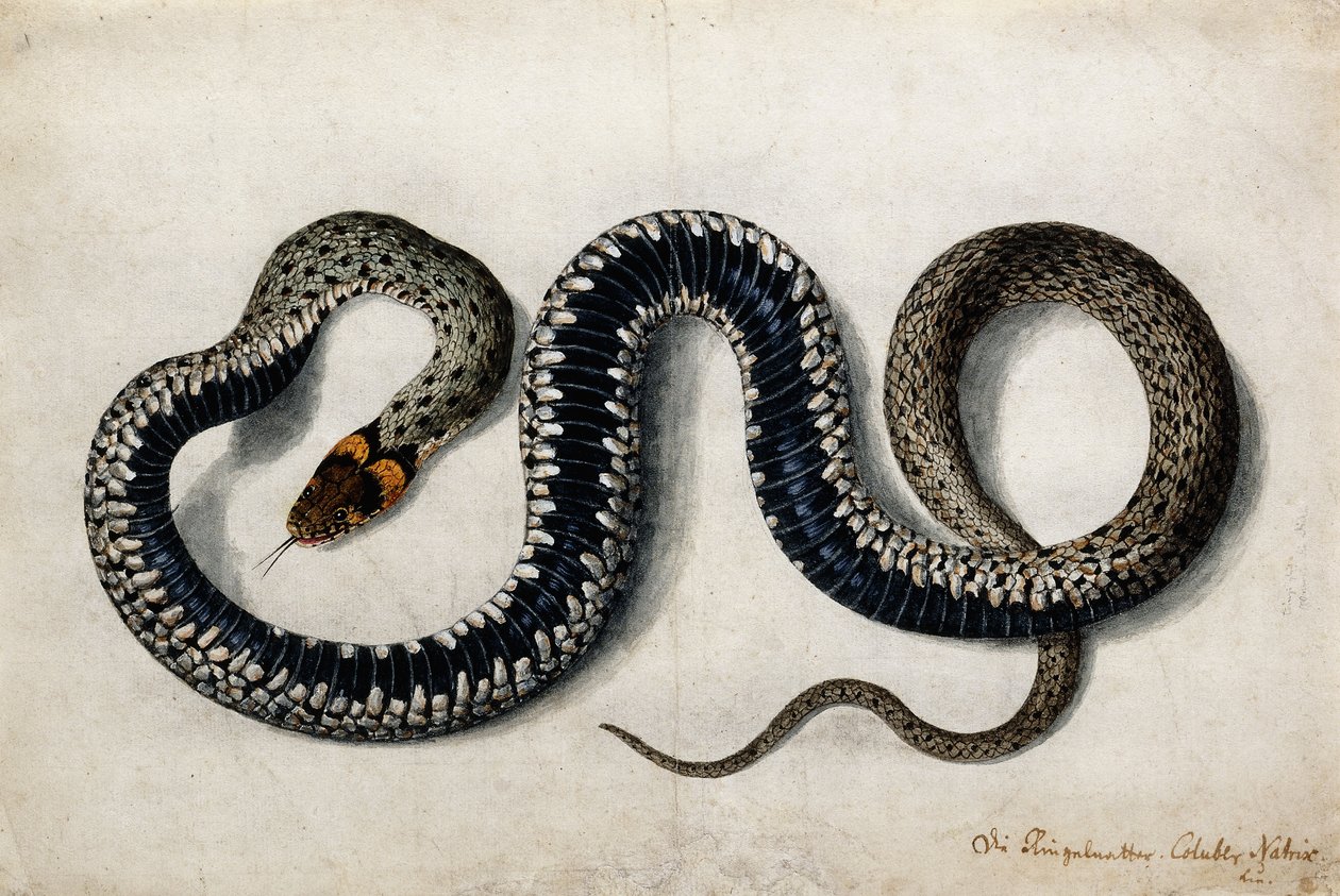 En gressslange, ca. 1675-1700 av German School