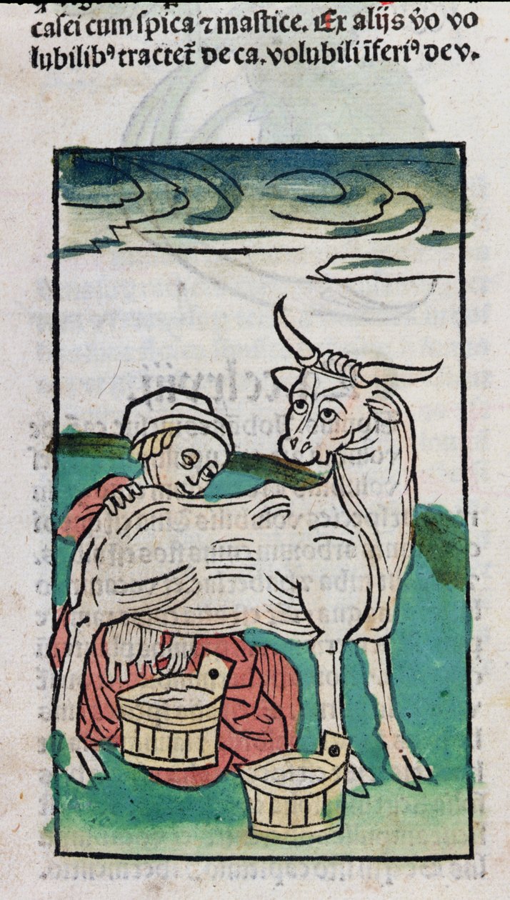 A Maid Milking a Cow, 1491 (farget tresnitt) av German School