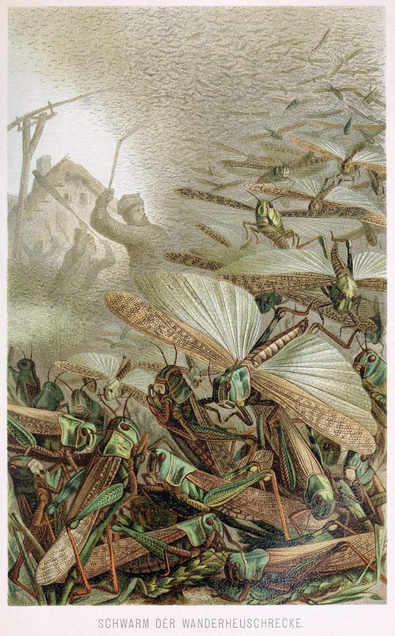 A Swarm of Locusts, fra Brehms Tierleben, pub. 1860-årene av German School